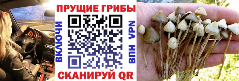 Псилоцибиновые грибы MAGIC MUSHROOMS  Сланцы 
